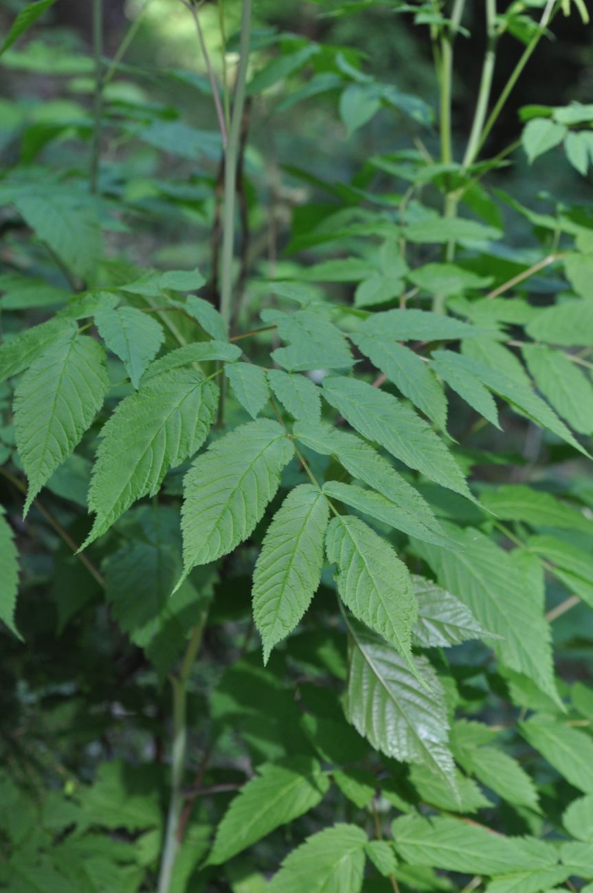 Изображение особи Aruncus sylvestris.