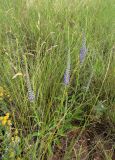 Veronica spicata