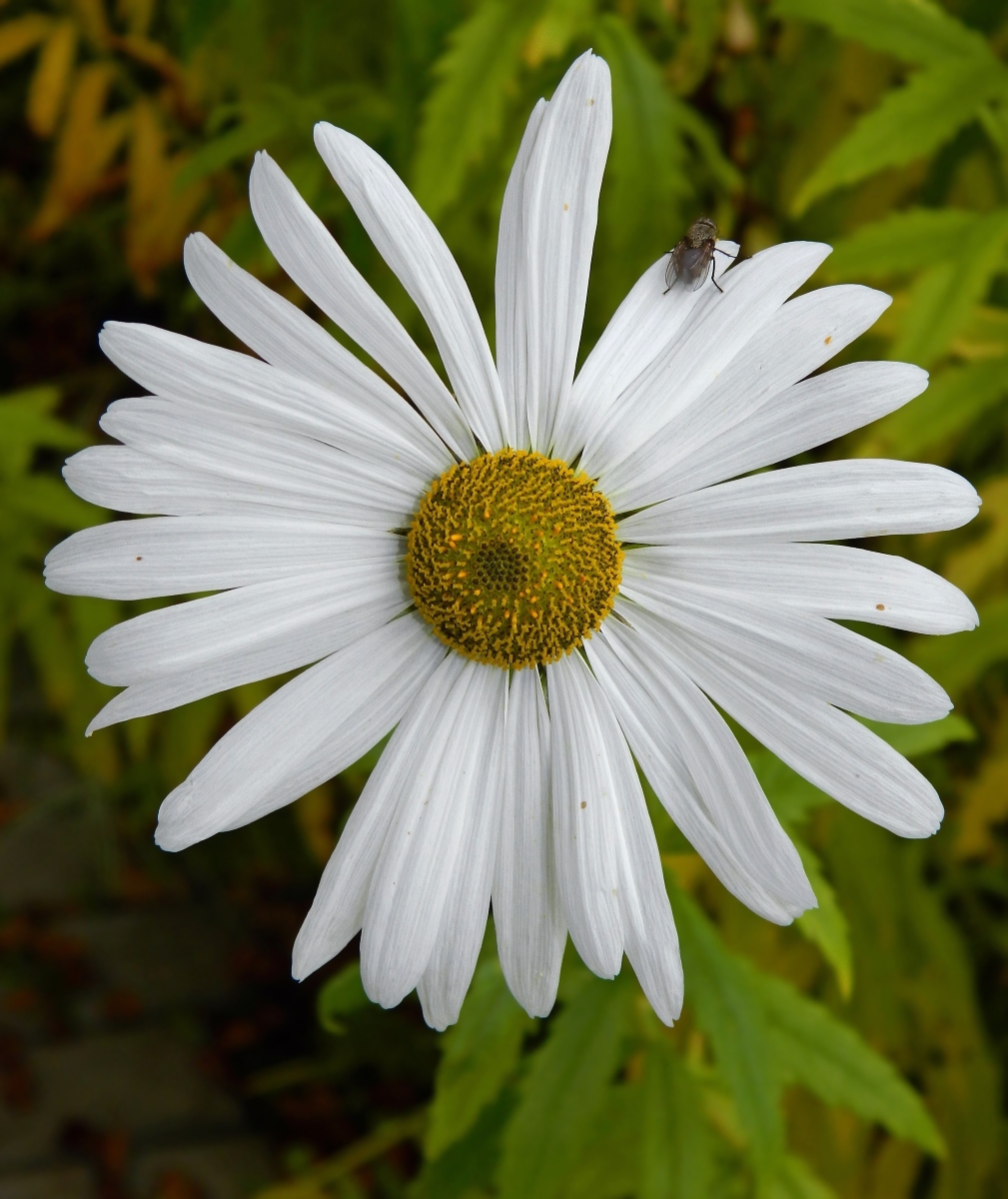 Изображение особи Leucanthemella serotina.