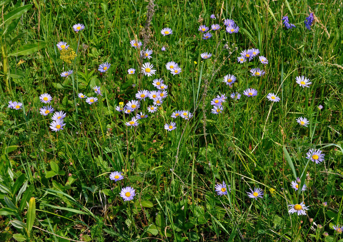 Изображение особи Aster serpentimontanus.