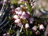 Erica manipuliflora