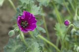 Geranium cinereum. Верхушки побегов с цветком и бутонами (cv. 'Jolly Jewel Violet'). Костромская обл., Судиславский р-н, дер. Антипино, в культуре. 27.05.2019.