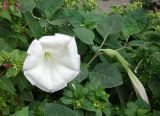 Datura innoxia