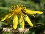 Tragopogon orientalis