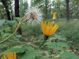 Picris hieracioides. Верхушки побегов с соцветием и соплодием. Ульяновск, Заволжский р-н, опушка лиственного леса с преобладанием дуба. 06.08.2020.