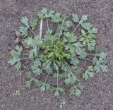 Ranunculus sceleratus. Вегетирующее растение в сообществе с Epilobium. Пермский край, Оханский р-н, Тулумбаихинское сельское поселение, Кунчурихинский бор, часто затапливаемый песчаный берег. 25.09.2021.