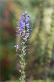 Veronica longifolia. Верхушка отцветающего соцветия. Ленинградская обл., Кингисеппский р-н, Финский залив; Кургальский риф, о. Херкалуда, приморский разнотравно-злаковый луг. 15.08.2020.