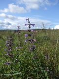 Nepeta sibirica