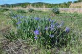 Iris biglumis