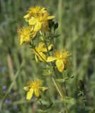 Hypericum maculatum. Верхушка цветущего растения. Пермский край, Краснокамский р-н, объездная дорога Пермь-Краснокамск, разнотравный луг. 10.07.2022.