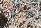 род Astragalus