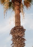 Washingtonia filifera. Верхняя часть ствола. Египет, мухафаза Эль-Гиза, р-н Эль-Бадрашейн, пос. Мит-Рахина, музей Рамзеса II, в озеленении. 03.01.2024.