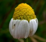 Anthemis arvensis