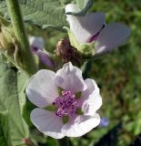 Althaea officinalis. Средняя часть стебля с цветками и бутонами. Ростовская обл., дельта Дона, хутор Узяк, под деревьями на берегу протоки. 28.08.2011.