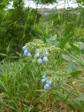 Symphytum caucasicum. Часть побега с соцветиями. Крым, окрестности Ялты, у дороги. 26 мая 2012 г.