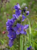 Polemonium caucasicum. Соцветие. Кабардино-Балкария, Зольский р-н, долина Джилы-Су.