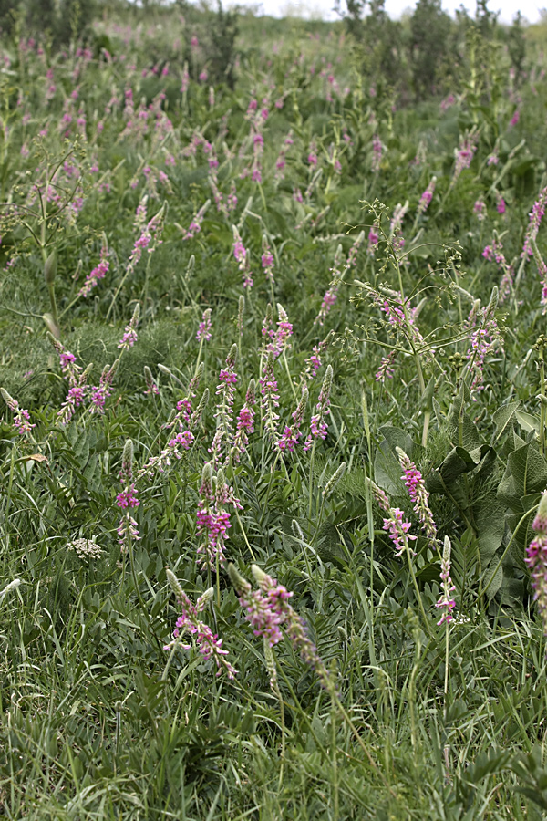 Изображение особи Onobrychis grandis.