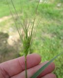 genus Aegilops. Соплодие. Израиль, Северный Негев, лес Лаав. 25.02.2013.