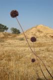 Allium truncatum. Верхушка цветущего растения (высота - в человеческий рост). Израиль, г. Беэр-Шева, рудеральное местообитание. 04.05.2013.