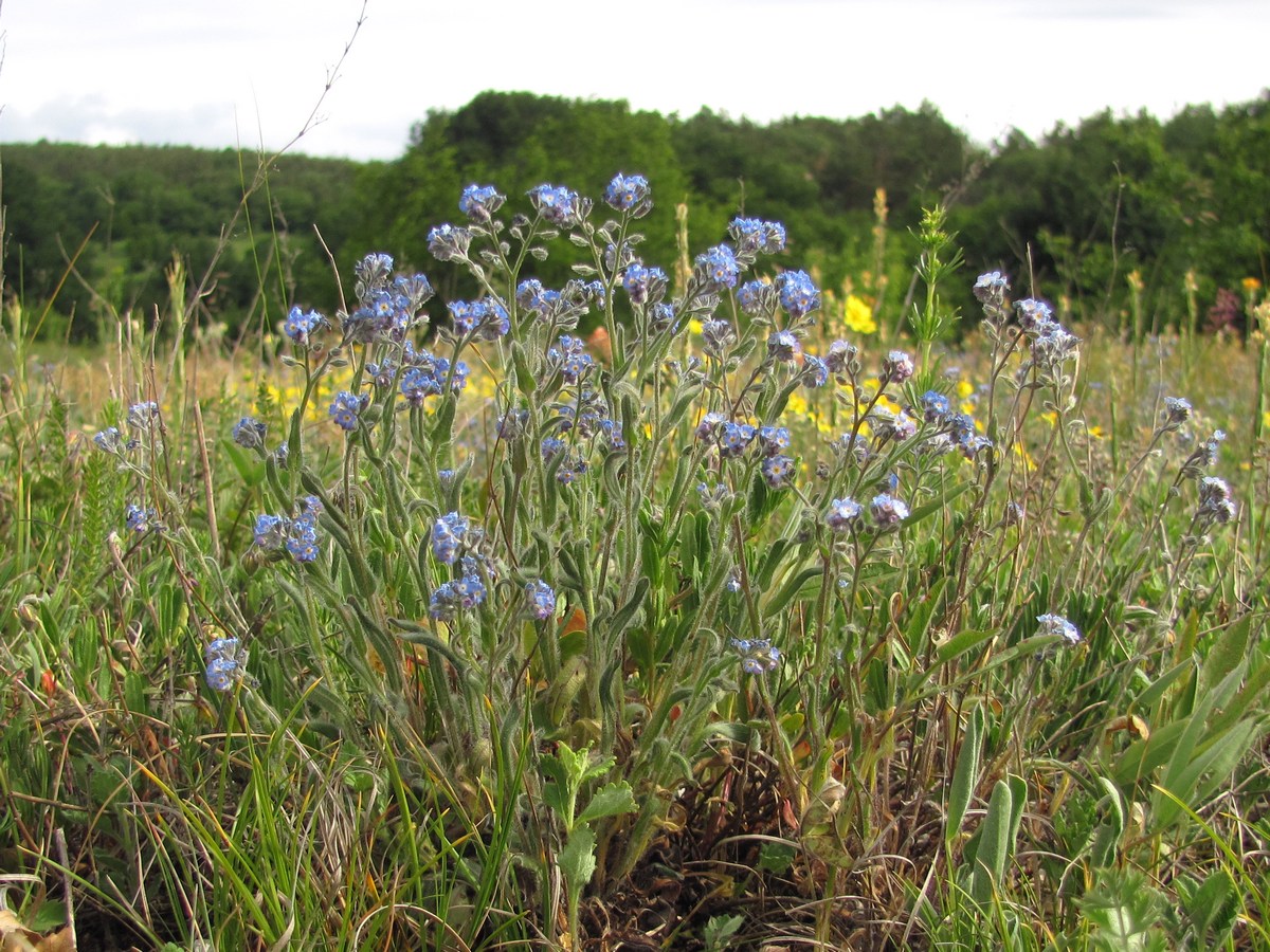 Изображение особи Myosotis lithospermifolia.