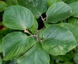 Fothergilla major