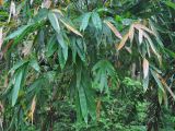 genus Bambusa. Листья. Таиланд, национальный парк Си Пханг-нга. 19.06.2013.