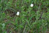 Tulipa suaveolens. Цветущие растения (альбиносы) в приморской степи. Крым, Керченский п-ов, Урочище Латы (оз Узунлар), тюльпанное поле. 26.04.2014.