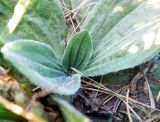 Plantago media