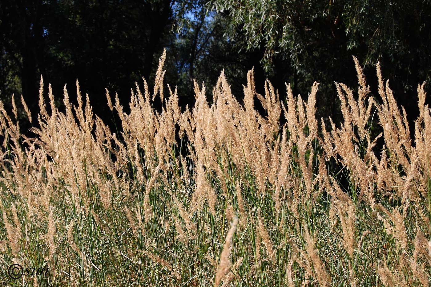 Изображение особи Calamagrostis epigeios.