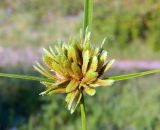 Cyperus eragrostis. Соплодие. Республика Абхазия, Новый Афон, около ж.-д. полотна. Август 2014 г.