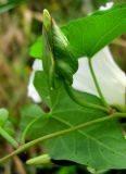 Calystegia sepium