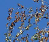 Betula pendula