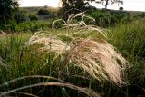 Stipa borysthenica