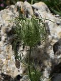 Nigella damascena