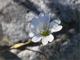 Cerastium glabratum