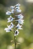 Delphinium flexuosum