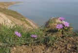 Geranium tuberosum. Цветущие растения. Краснодарский край, Темрюкский р-н, мыс Железный Рог, приморская терраса на высоком берегу, у кромки обрыва. 09.04.2016.