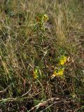 Orthanthella lutea