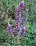 Salvia tesquicola