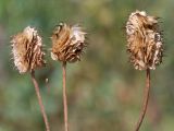 Ranunculus sewerzowii