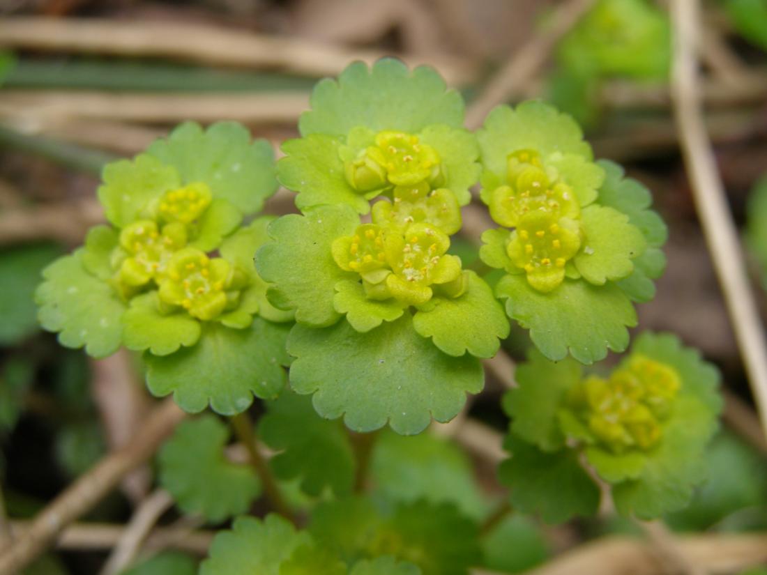 Изображение особи Chrysosplenium alternifolium.