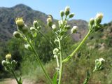 Erigeron khorassanicus