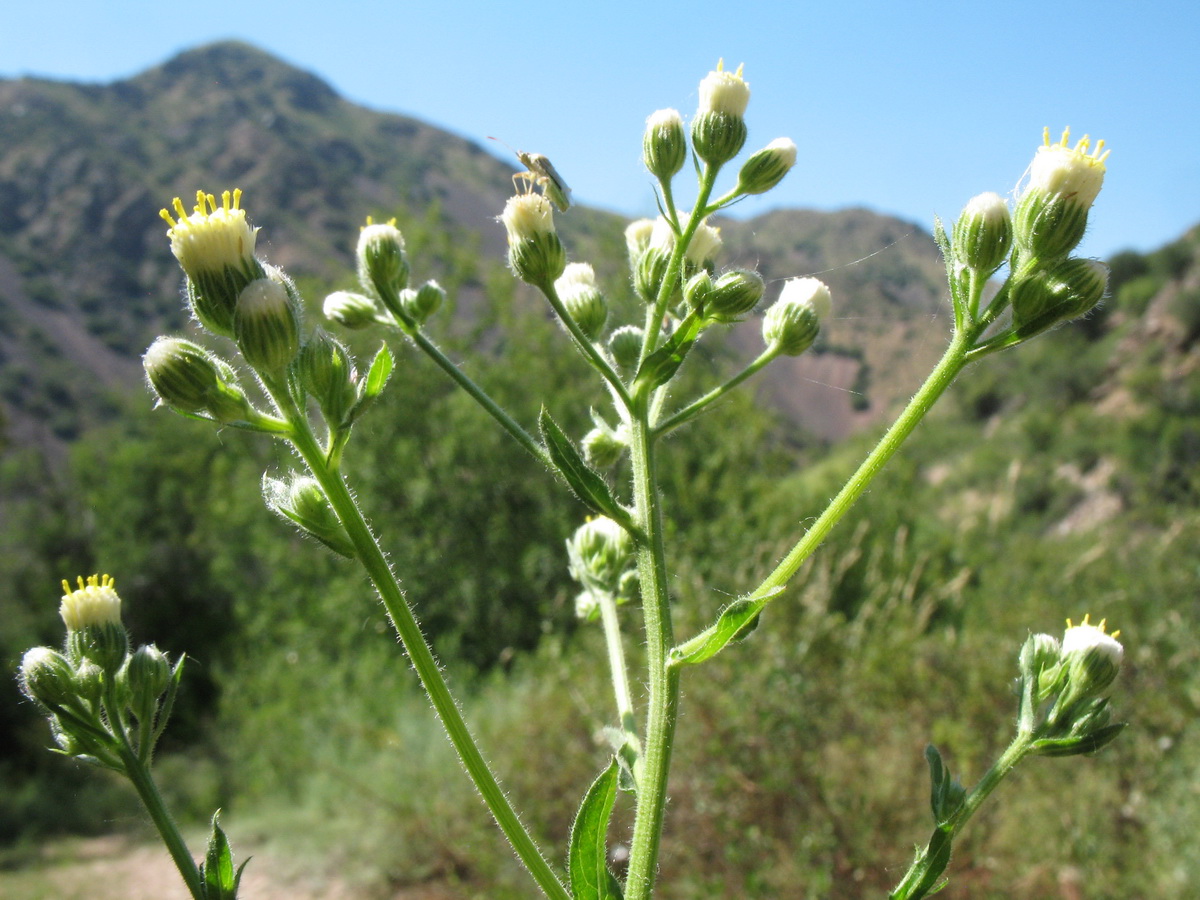 Изображение особи Erigeron khorassanicus.