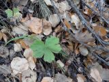 genus Geranium