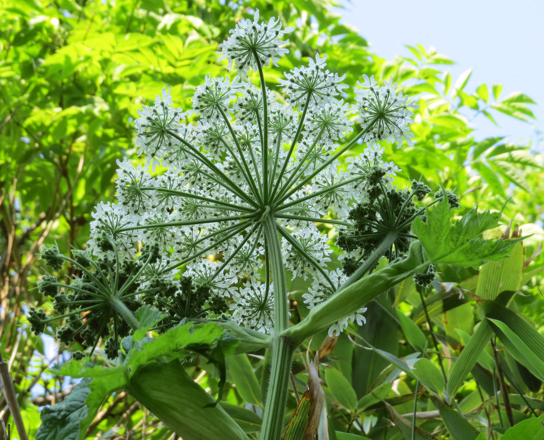 Изображение особи Heracleum lanatum.