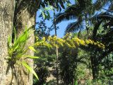 Oncidium cebolleta