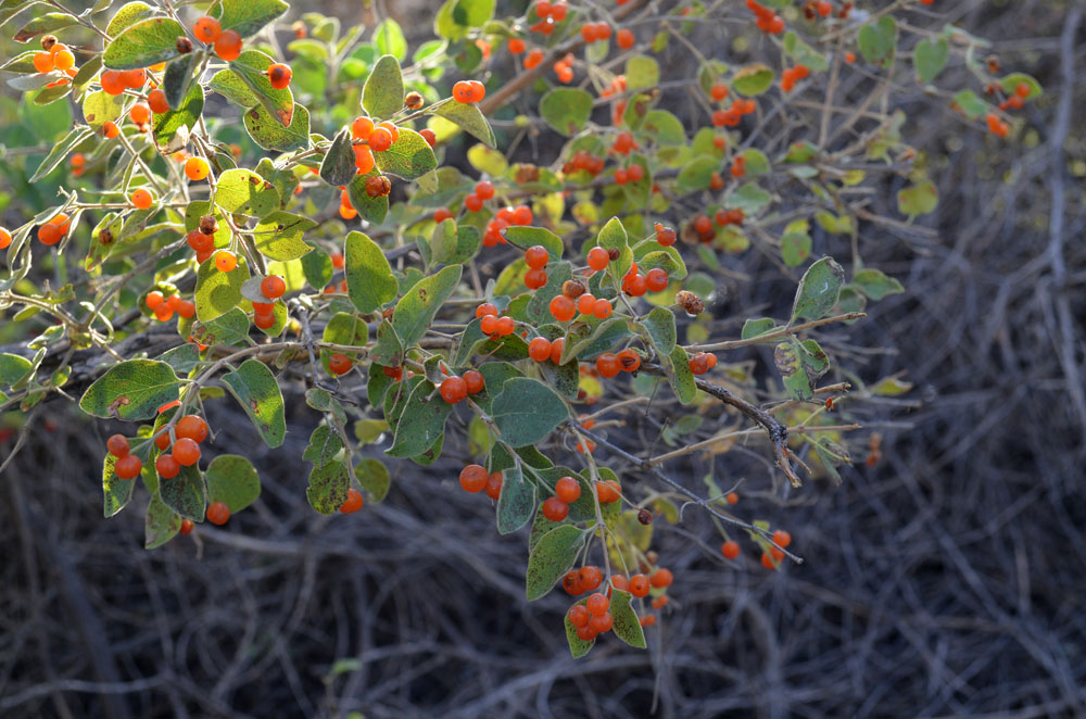 Изображение особи Lonicera korolkowii.