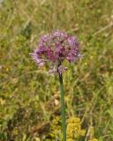 Allium montanostepposum