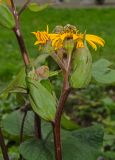 Ligularia dentata. Верхушка цветущего побега с кормящейся пчелой. Пермь, Свердловский р-н, в городском озеленении. 21 августа 2018 г.