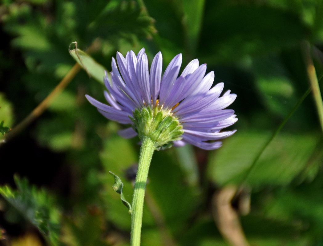 Изображение особи Aster serpentimontanus.